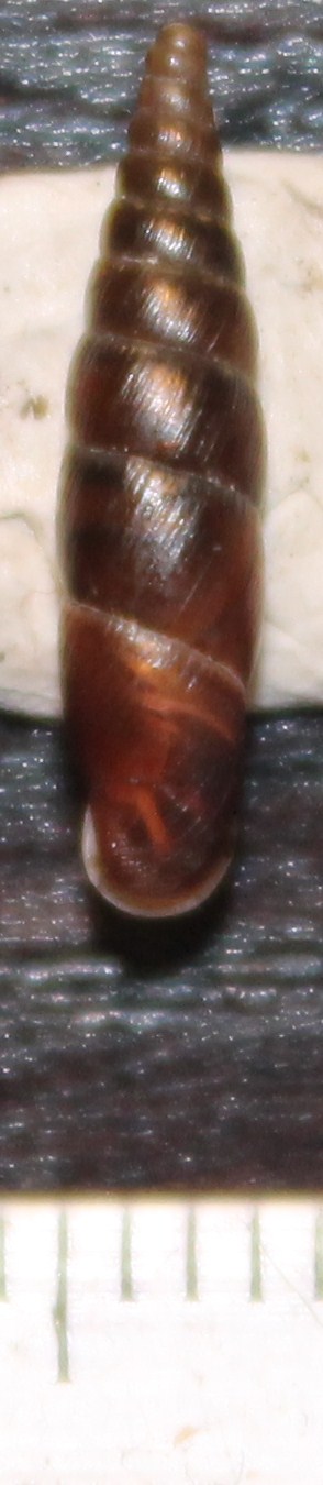 Clausiliidae da identificare